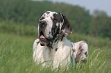 DOGUE ALLEMAND 572